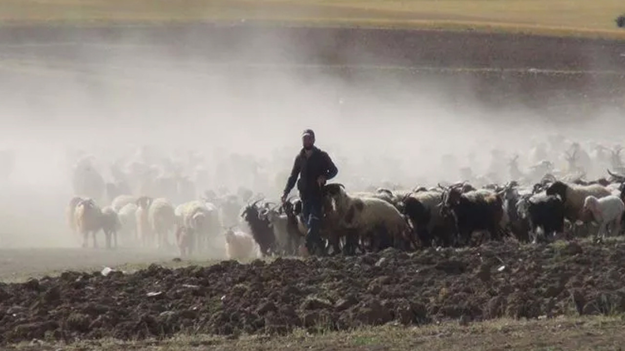 30 koyunla başlayarak çiftlik kurdu: Hedefi tam 1 milyon koyun