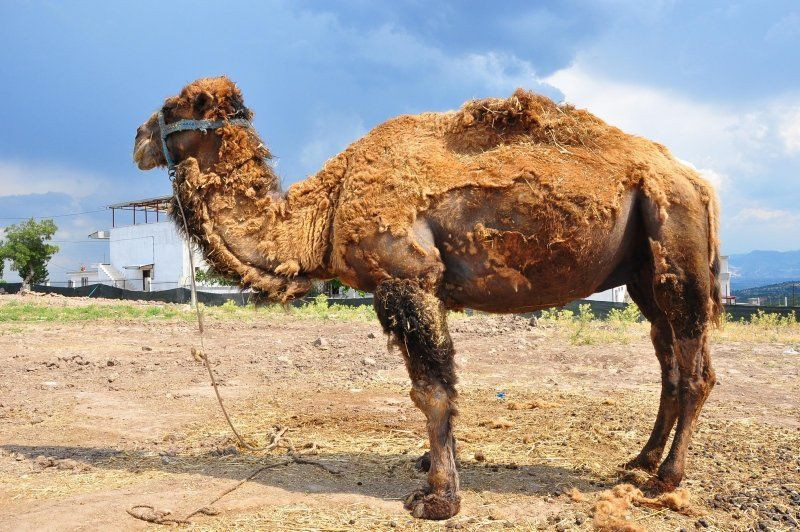 Şampiyon Çapkın kurbanlık pazarında! Fiyatı dudak uçuklattı - Resim: 1