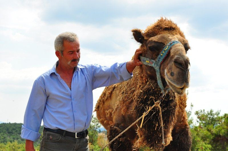 Şampiyon Çapkın kurbanlık pazarında! Fiyatı dudak uçuklattı - Resim: 3