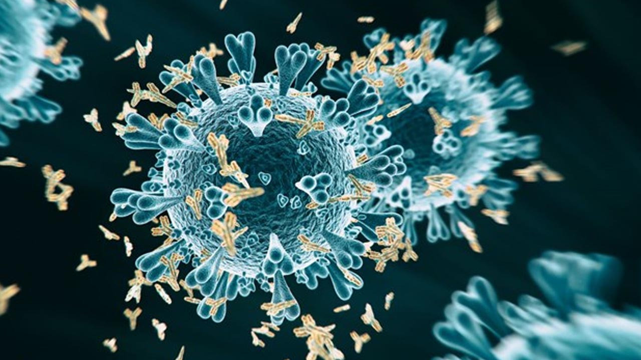 Koronavirüs mutasyonları, ''süper hücreler'' yoluyla antikorlardan kaçabilir