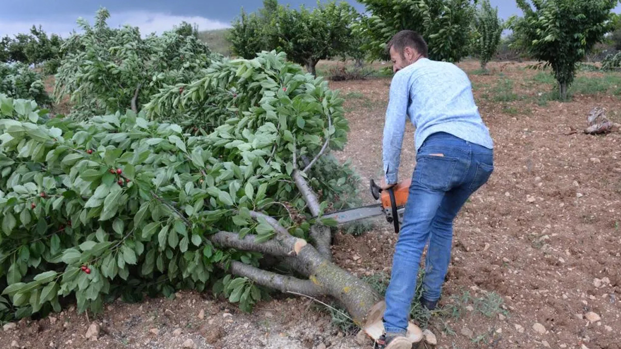 ''Bahçede 2 lira olan kiraz tezgahta 15 lira'' diyerek ağaçlarını...