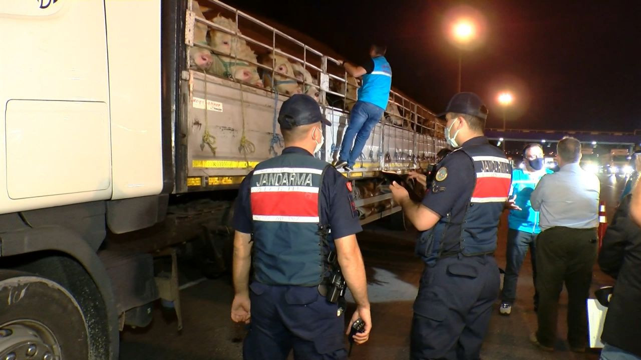 İlk kurbanlık hayvanların İstanbul'da
