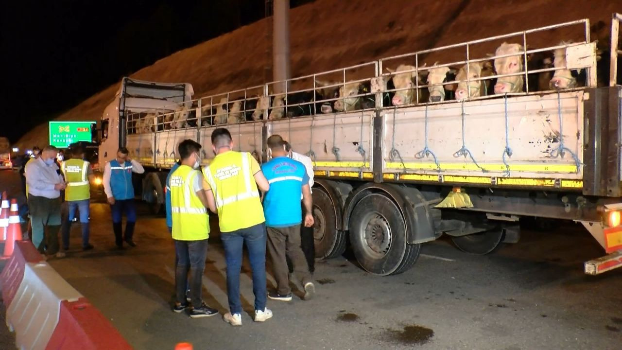 İlk kurbanlık hayvanların İstanbul'da - Resim: 4