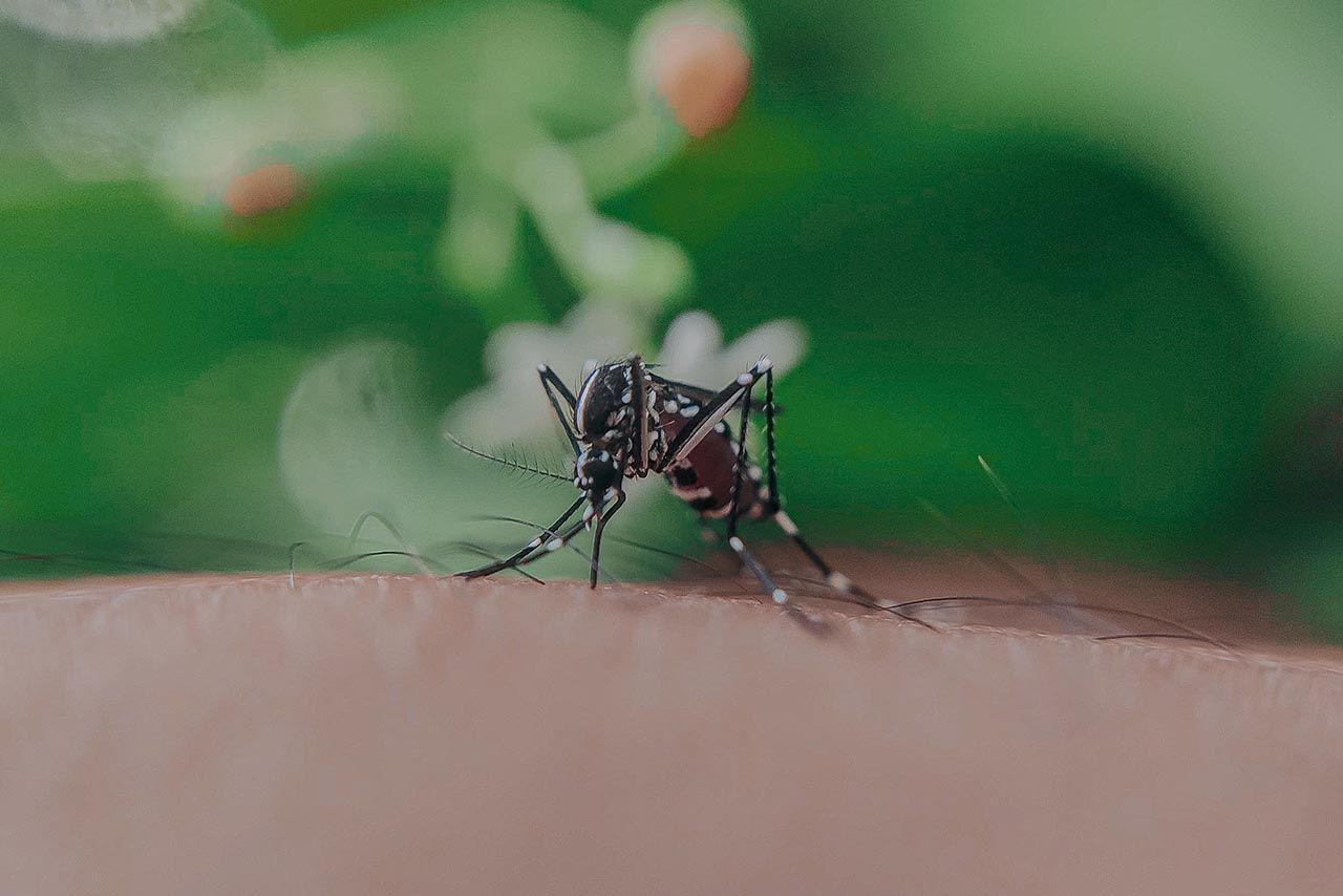 Bir bu eksikti... Belirtileri koronavirüse benziyor, sivrisineklerden bulaşıyor! - Resim: 4