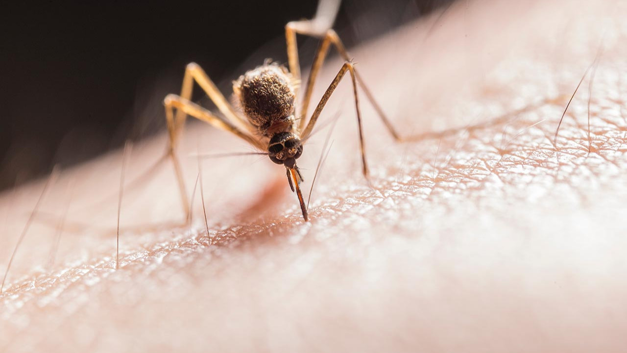Bir bu eksikti... Belirtileri koronavirüse benziyor, sivrisineklerden bulaşıyor!