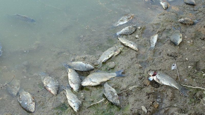 Manavgat'ta göletler balıkların mezarı oldu - Resim: 2
