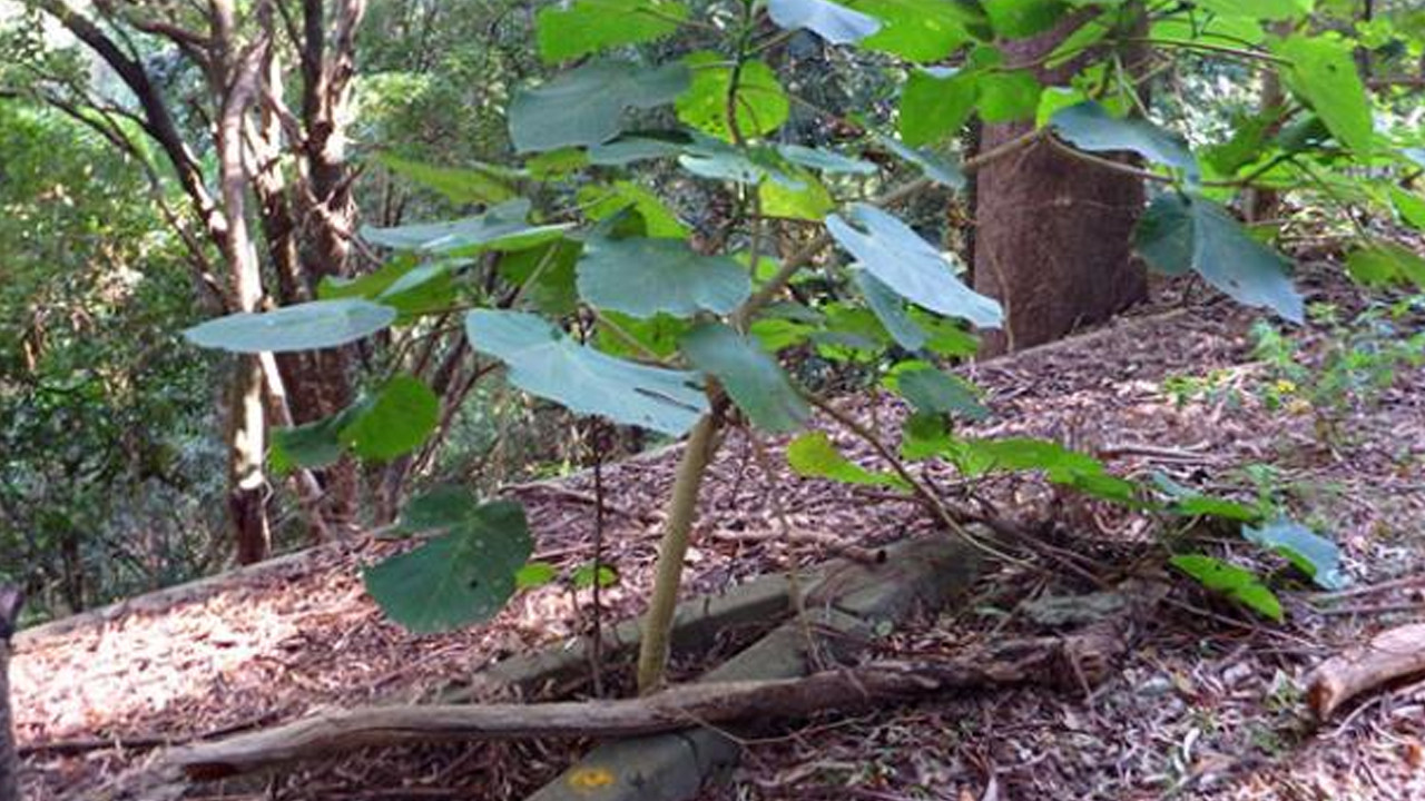 Dünyanın en tehlikeli ağacı: Yaprağına dokunan acıdan intihar ediyor