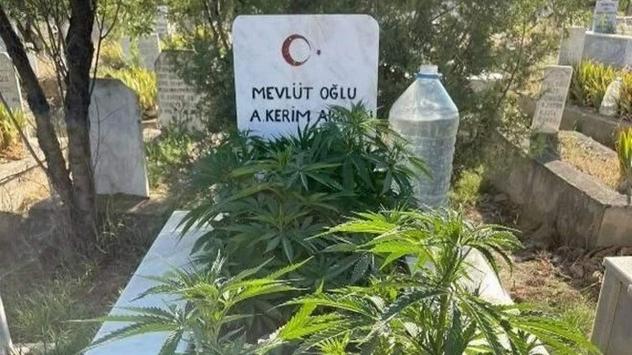 Pes! Anneanne ve dedesinin mezarına kenevir ekti