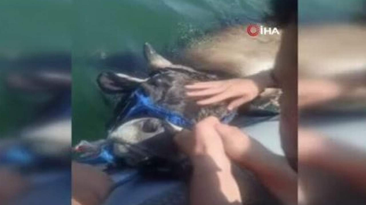 İstanbul'da kurbanlık dana ''denizden'' kaçtı