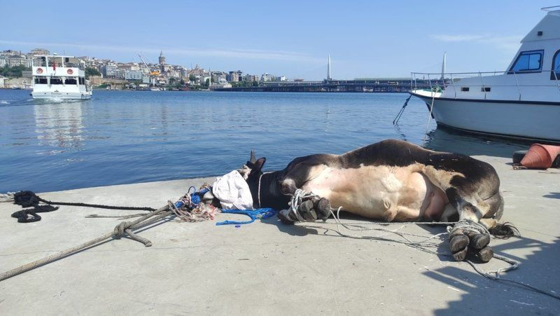 İstanbul'da kurbanlık dana ''denizden'' kaçtı - Resim: 4