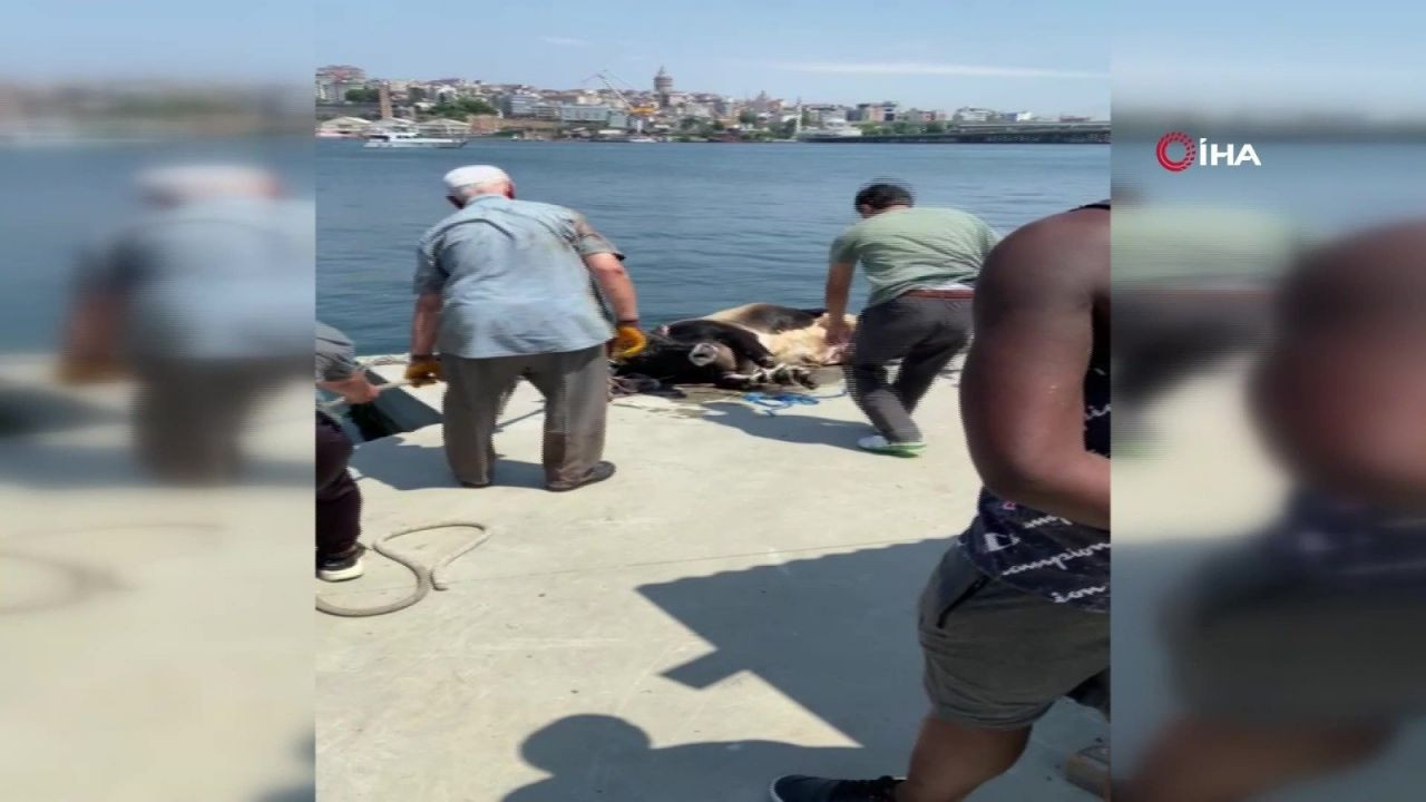 İstanbul'da kurbanlık dana ''denizden'' kaçtı - Resim: 3