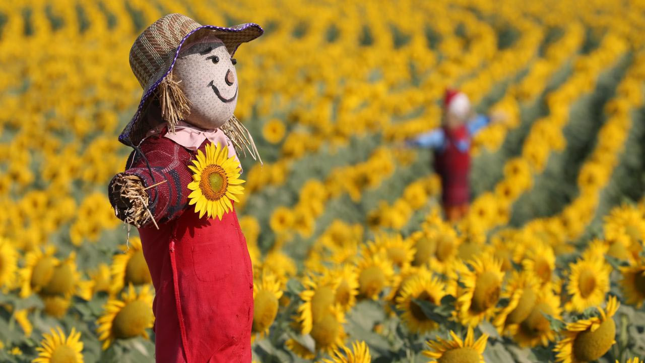 Trakya'yı renklendiren festival... Instagram bu korkuluklarla dolacak