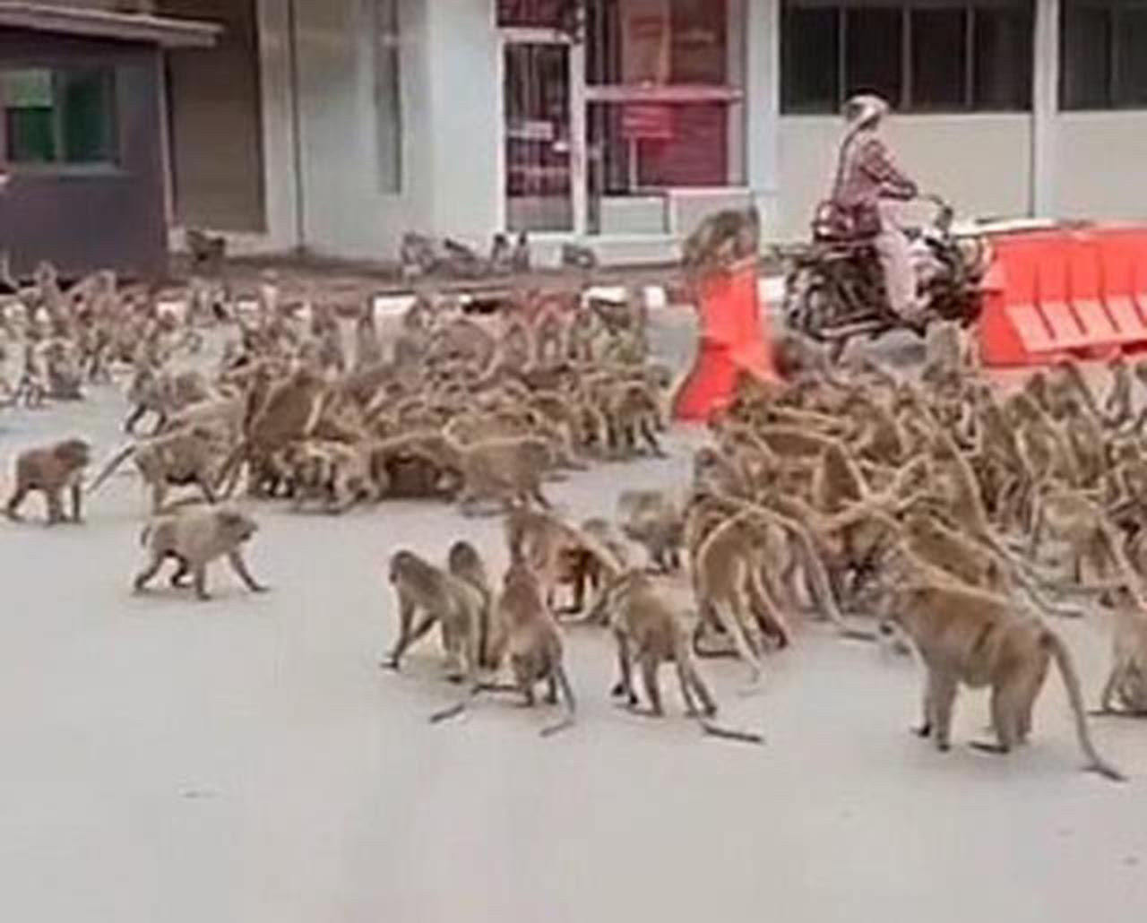 Maymunlar şehrin göbeğinde birbirine girdi - Resim: 3