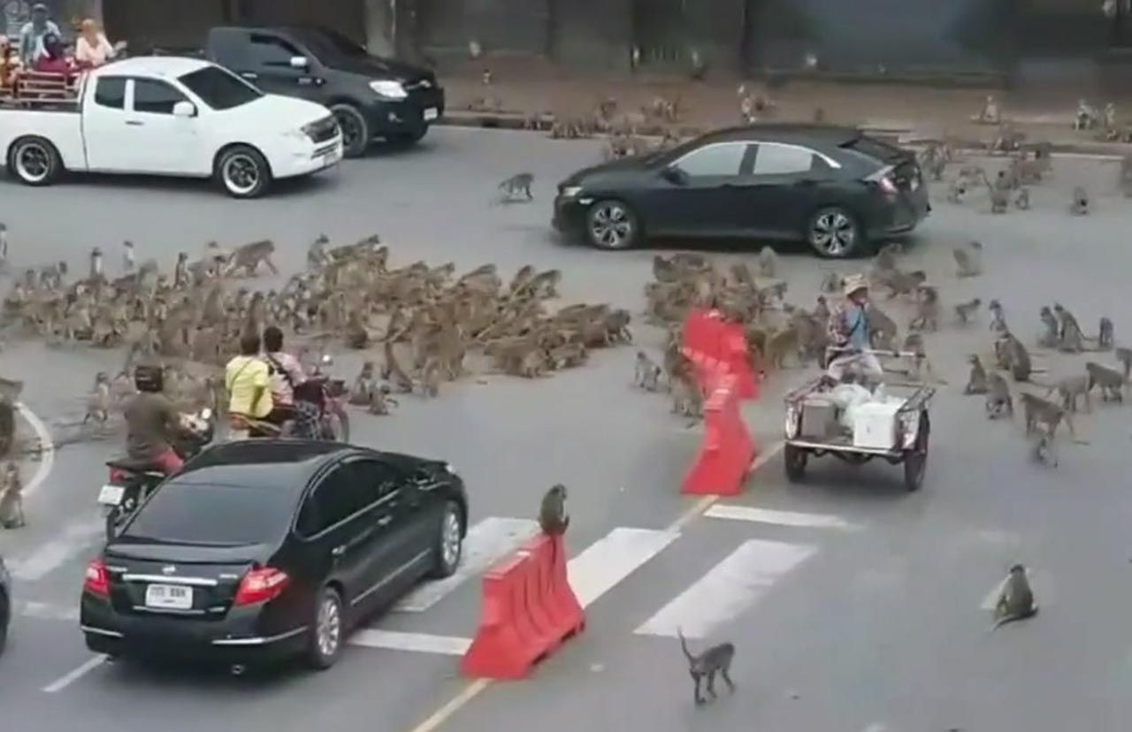 Maymunlar şehrin göbeğinde birbirine girdi - Resim: 1