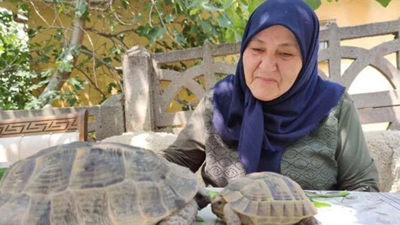 Amasyali 71 Yasindaki Zekiye Teyze kaplumbağa terbiyesici oldu!