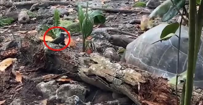 Otçul olarak bilinen dev kaplumbağa yavru kuşu yedi