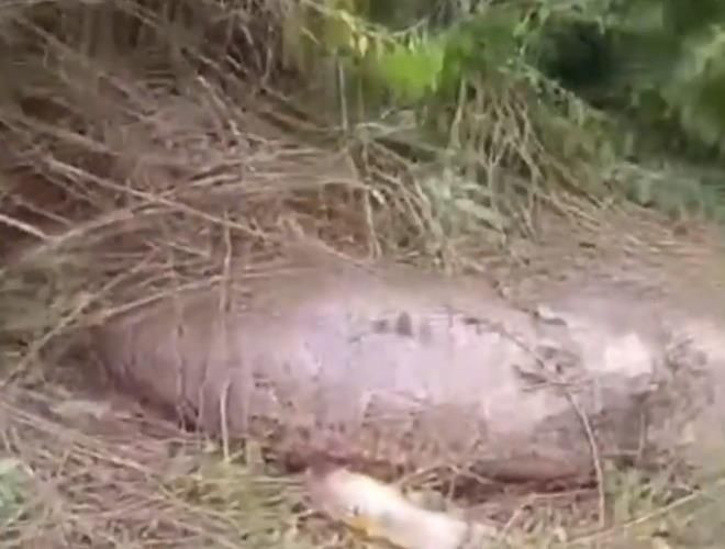Koca ineği yutan dev piton bu hale geldi - Resim: 2