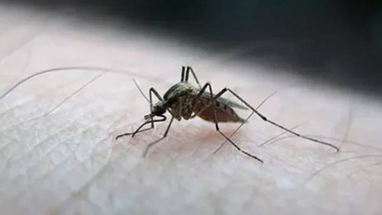 Sivrisinek kabusu büyüyor: İşte en çok ürediği alanlar
