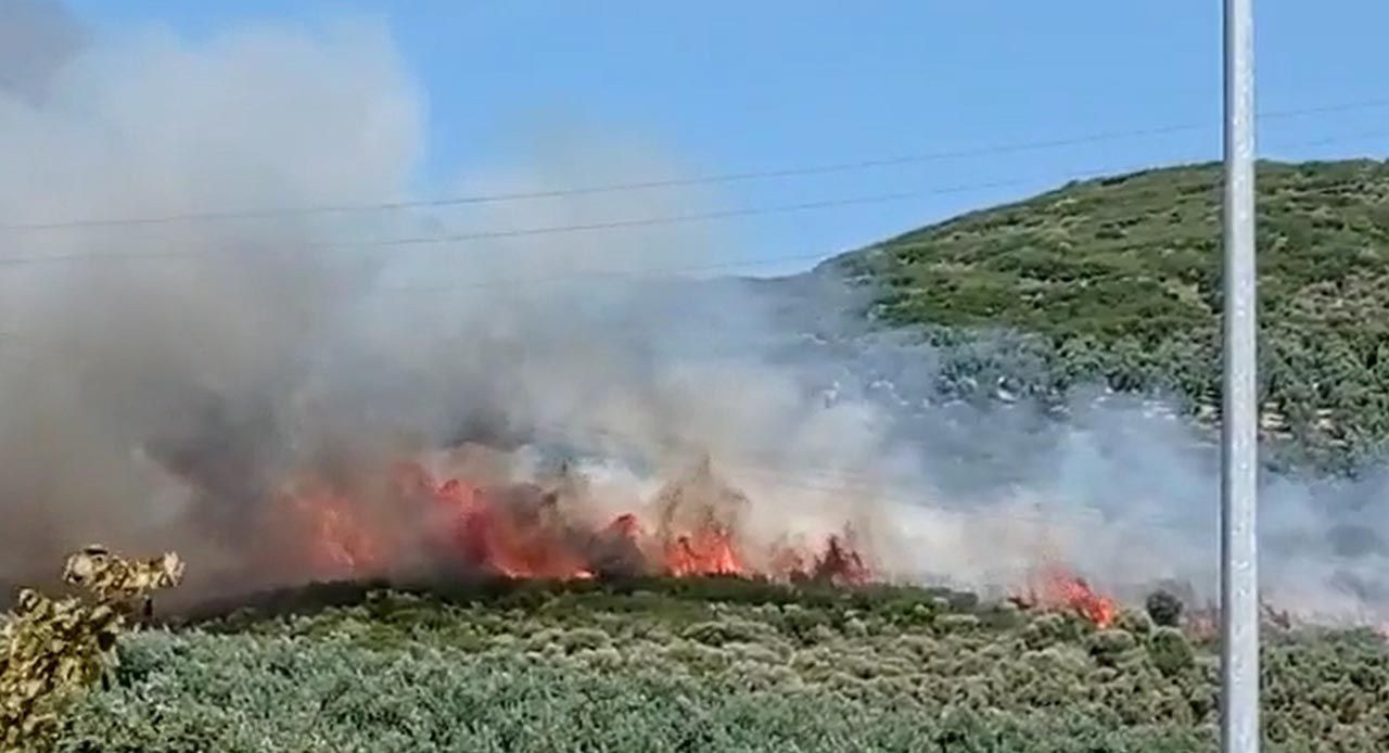 Bursa'da zeytinlik yangını - Resim: 1