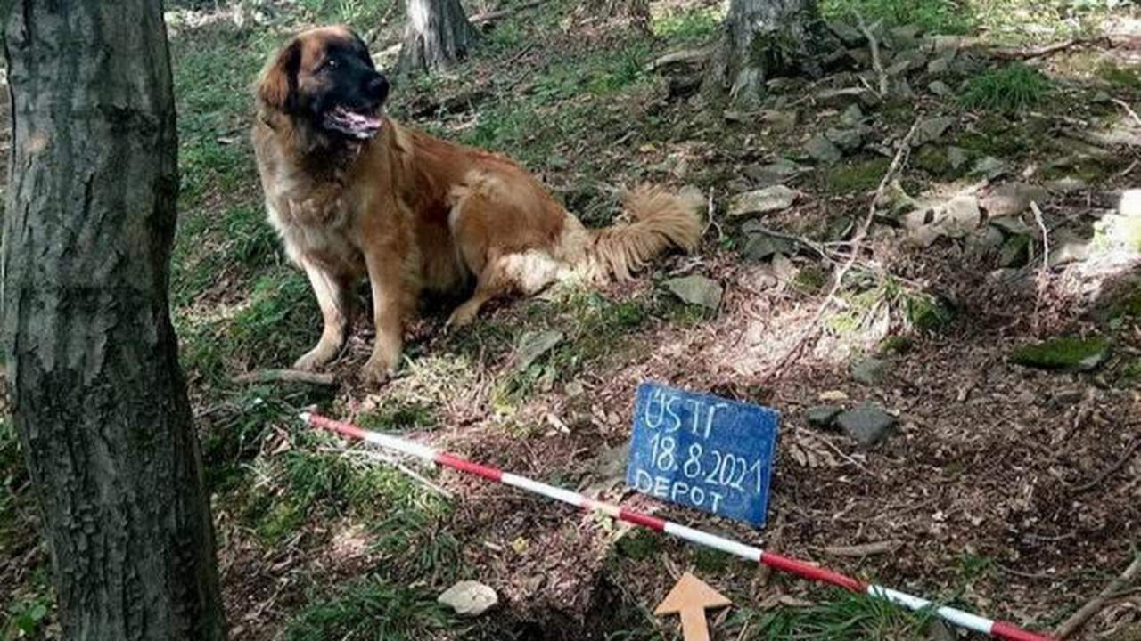 Sahibinin gezmeye çıkardığı köpek, define buldu!