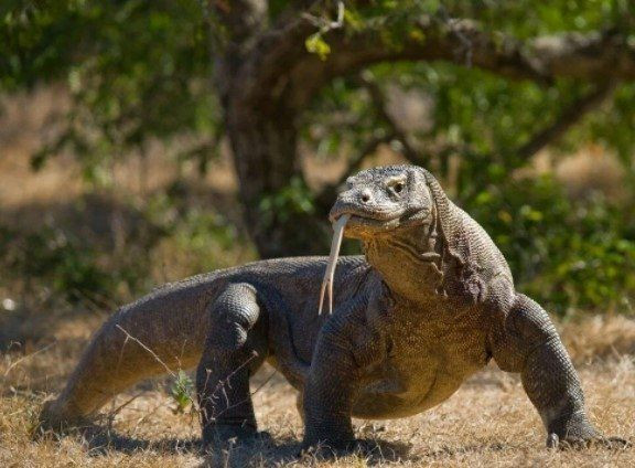 Komodo ejderinin nesli tükeniyor - Resim: 2
