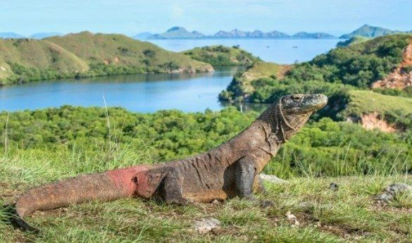 Komodo ejderinin nesli tükeniyor - Resim: 4