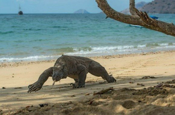 Komodo ejderinin nesli tükeniyor - Resim: 3