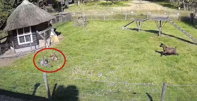 Vahşi kuşun saldırısına uğrayan tavuğu horoz ve keçi kurtardı