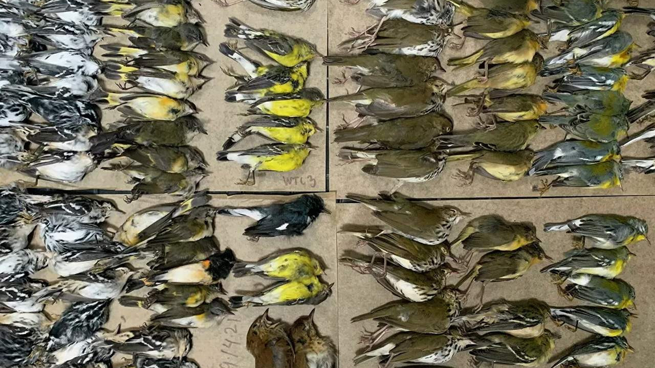 Göç etmek isteyen yüzlerce kuşun toplu ölümü şoke etti