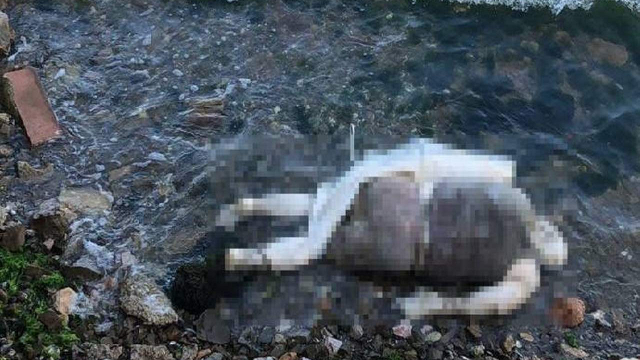 Sahile işkenceye uğramış erkek cesedi vurdu