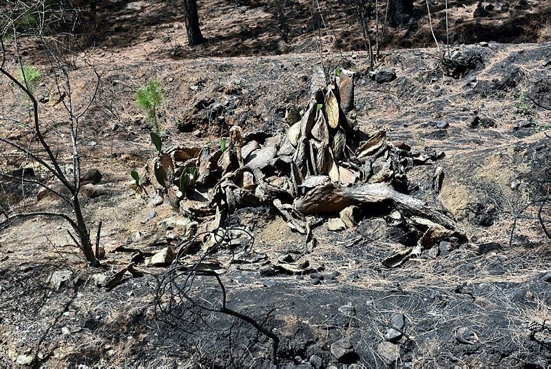 Yangınların kül ettiği Marmaris'te ormanlar yeniden yeşilleniyor - Resim: 4