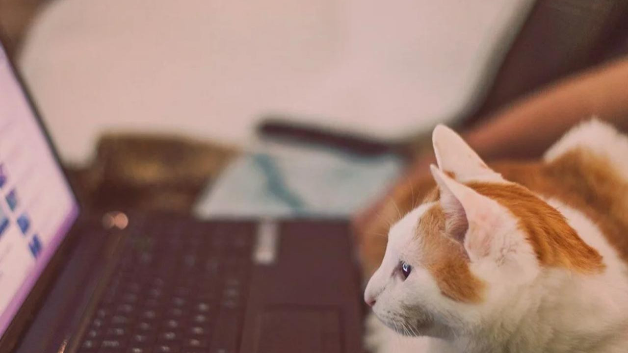 Bilim insanları kedi videoları izleyecek gönüllüler arıyor