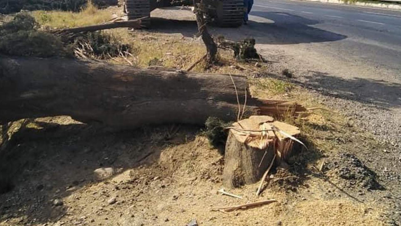 80 yıllık ağaçlarını bakın neden kestiler! Vallahi şaşırmadık, billahi şaşırmadık!