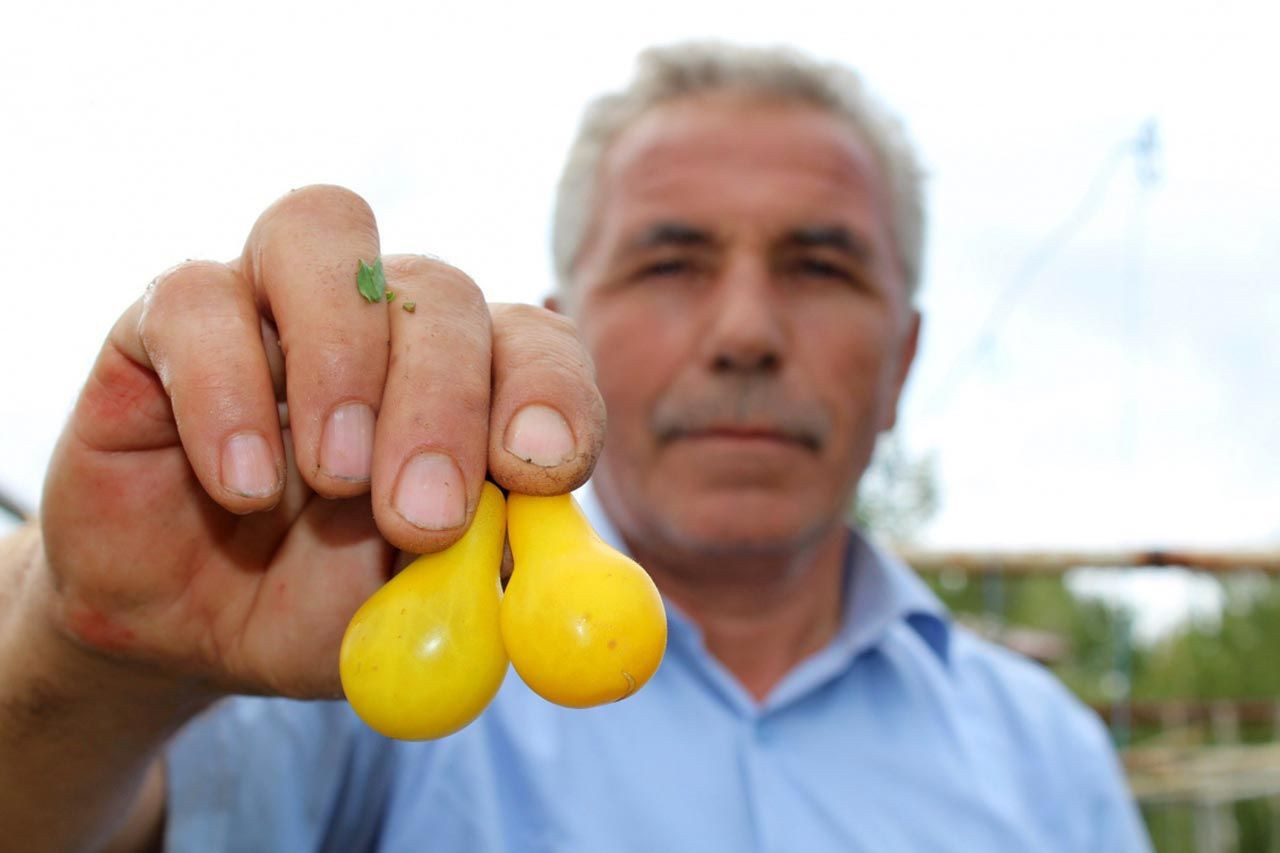 Görenler armut sanıyor ama aslında onlar domates - Resim: 4