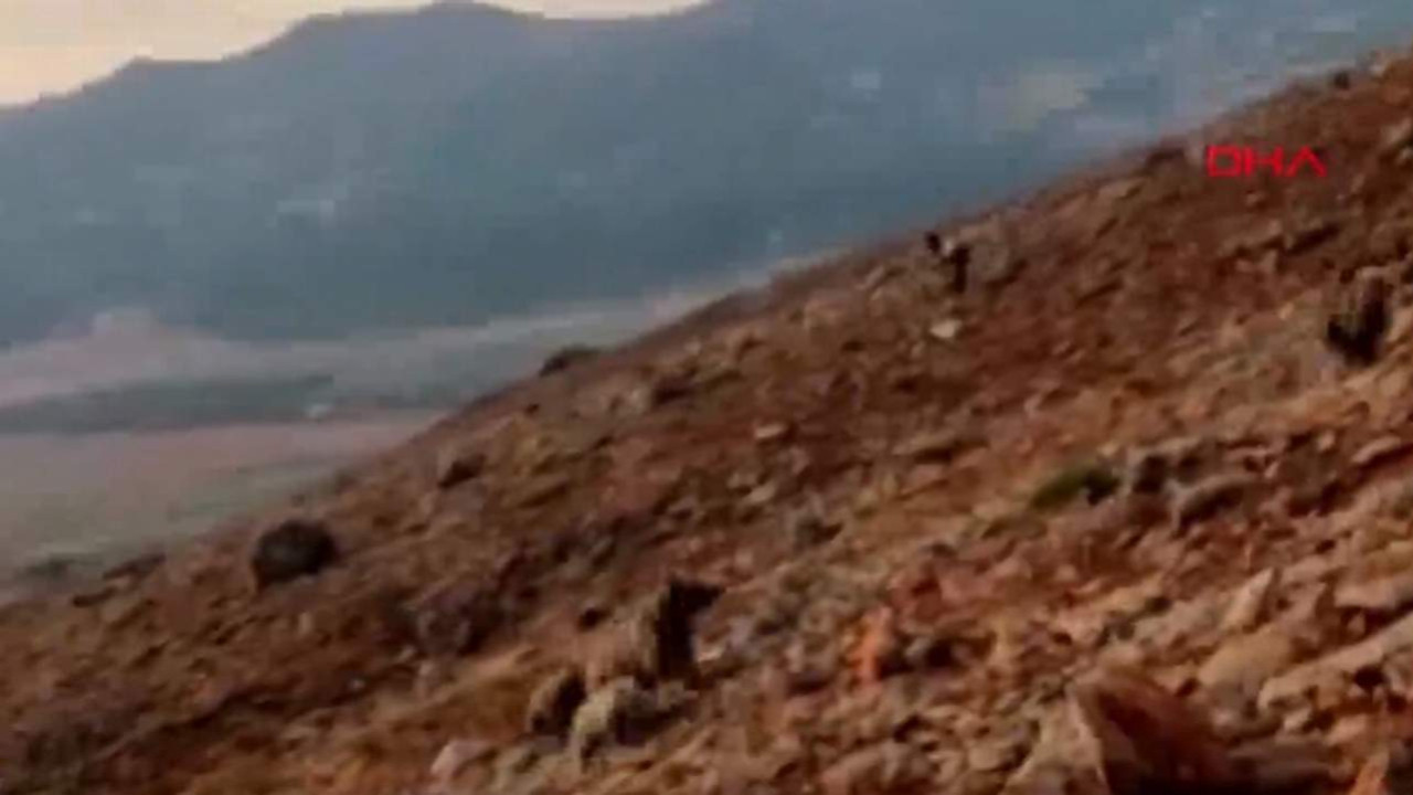 Anne ve yavru ayıların saldırı anı kamerada