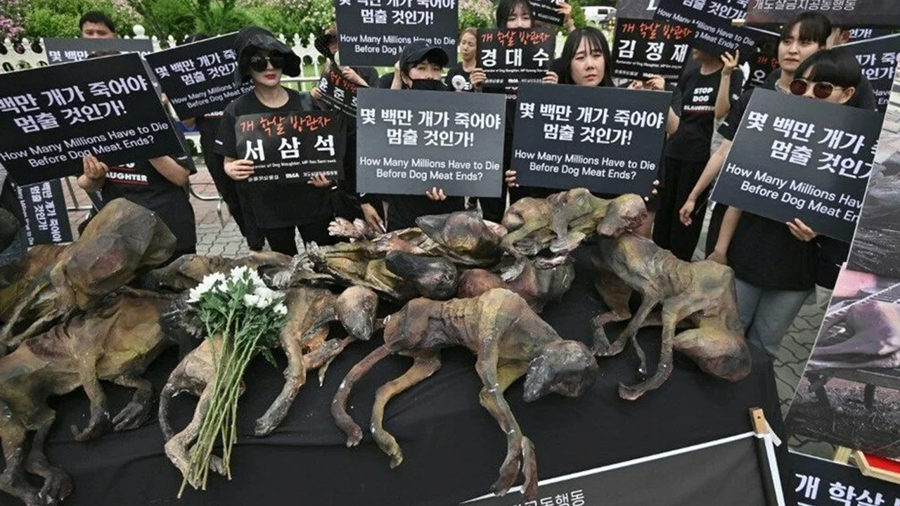 Güney Kore köpek eti yemeyi yasaklıyor