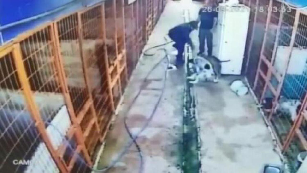İstanbul'da dehşet! Köpeği av tüfeğiyle öldürdü - Resim: 1