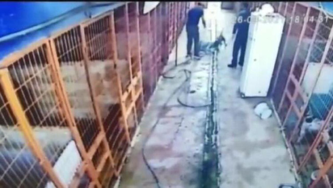 İstanbul'da dehşet! Köpeği av tüfeğiyle öldürdü - Resim: 2