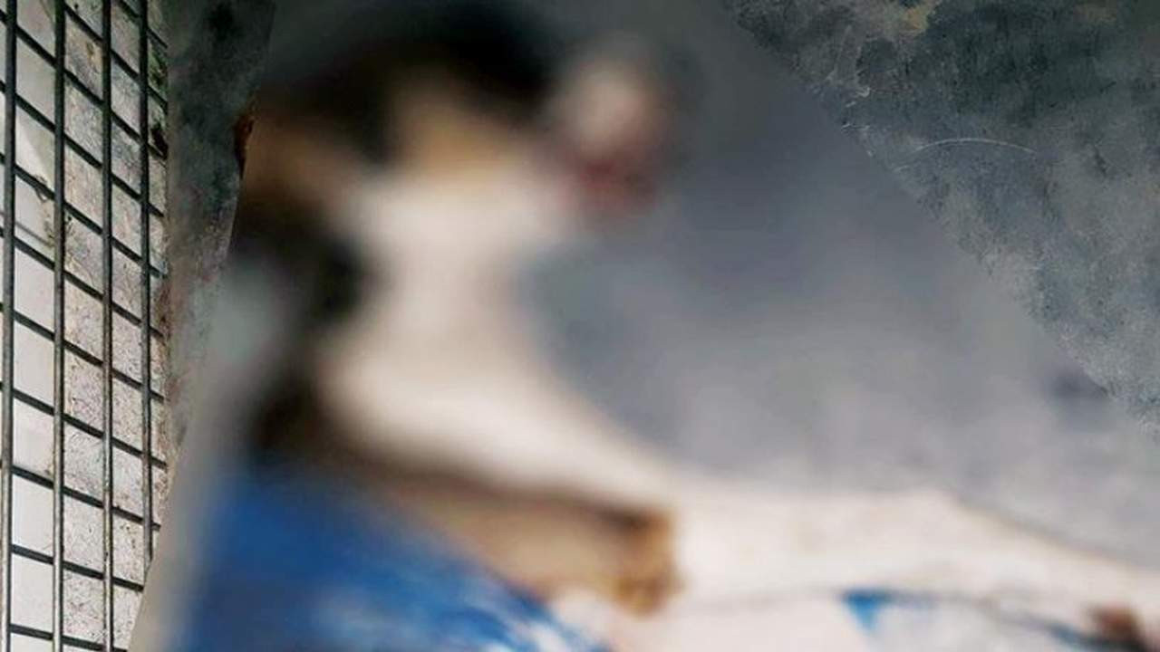 Kuşadası'nda 4 yavru köpeği zehirleyerek öldürdüler
