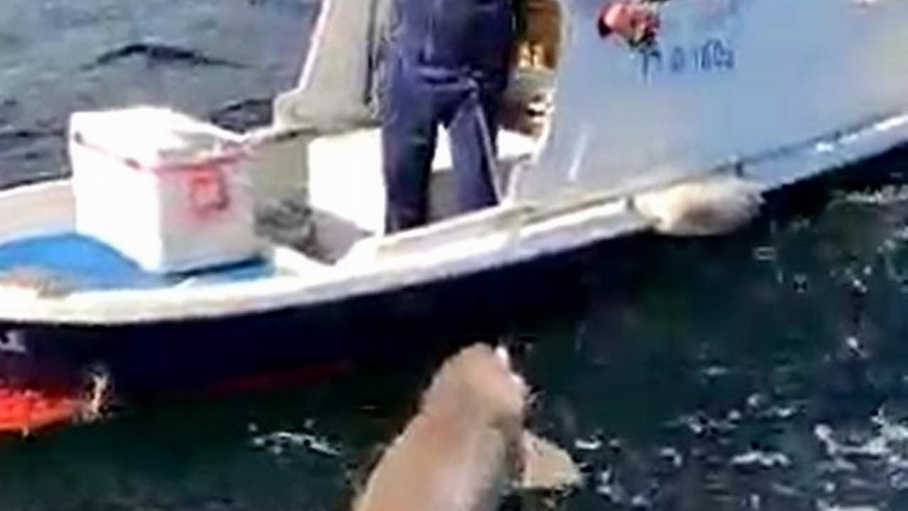 Amatör balıkçı, boğazda oltayla 2,5 metrelik köpekbalığı yakaladı