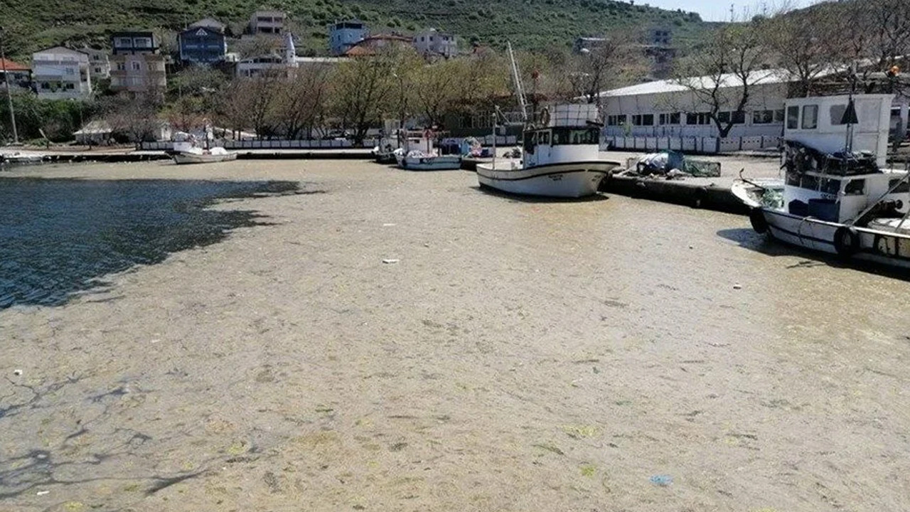 Marmara'dan çıkan balık yenir mi? Uzmanlar açıkladı