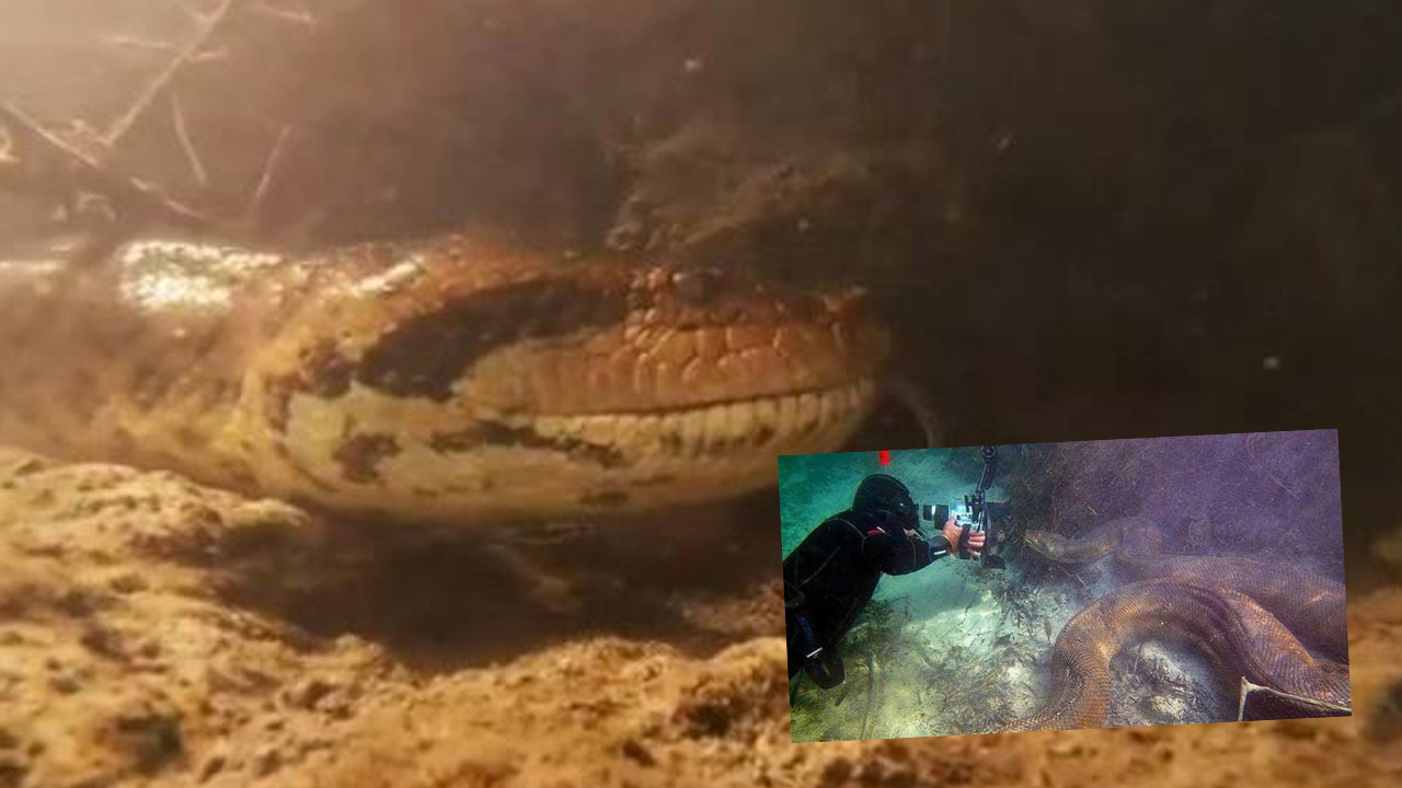 Nehre dalış yapan fotoğrafçı burun buruna geldi: Tam 7 metrelik anakonda!