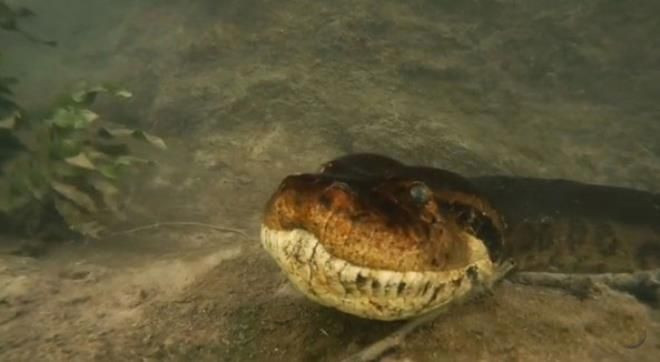 Nehre dalış yapan fotoğrafçı burun buruna geldi: Tam 7 metrelik anakonda! - Resim: 2
