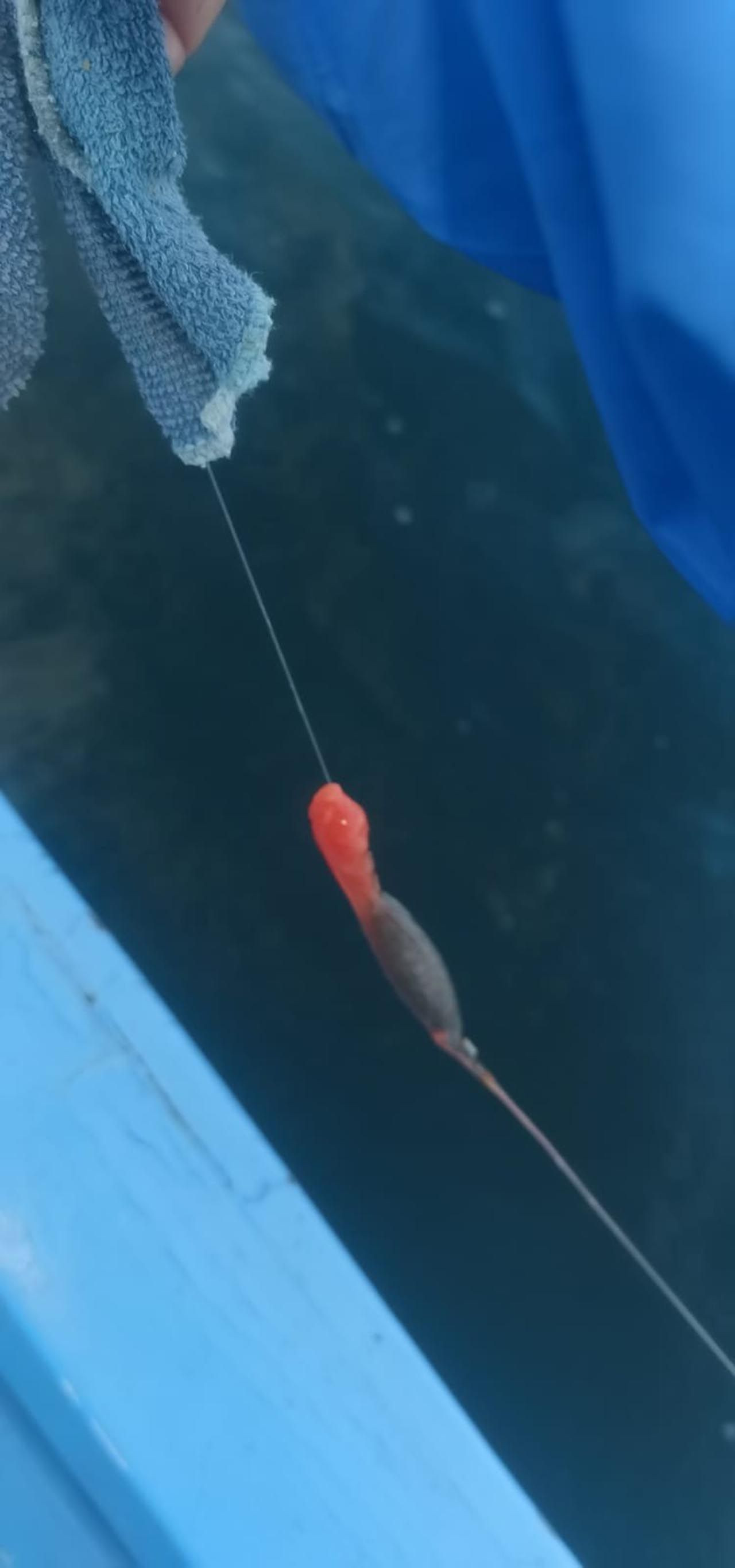 İstanbul'da oltaya takılan ''şey'' tedirgin etti - Resim: 1