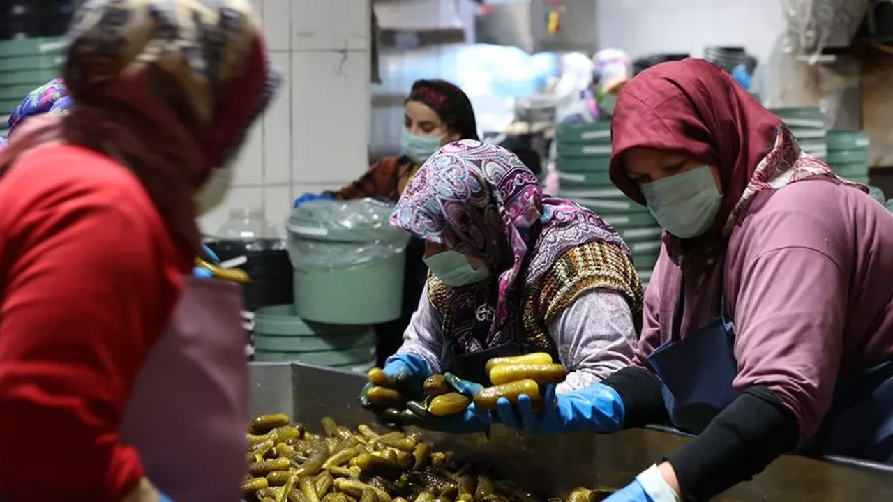 Turşu cenneti: 50 bin ton turşu yapılıyor, 100 ülkeye gönderiliyor: Köyün nüfusu 5 bine çıktı