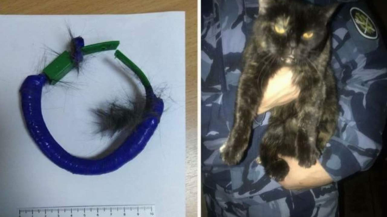 Hapishanede uyuşturucu taşıyan kedi yakalandı