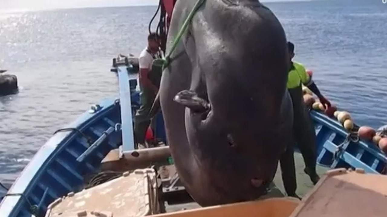 Balıkçıların ağına bir ''dev'' takıldı! Vinçle çıkardılar