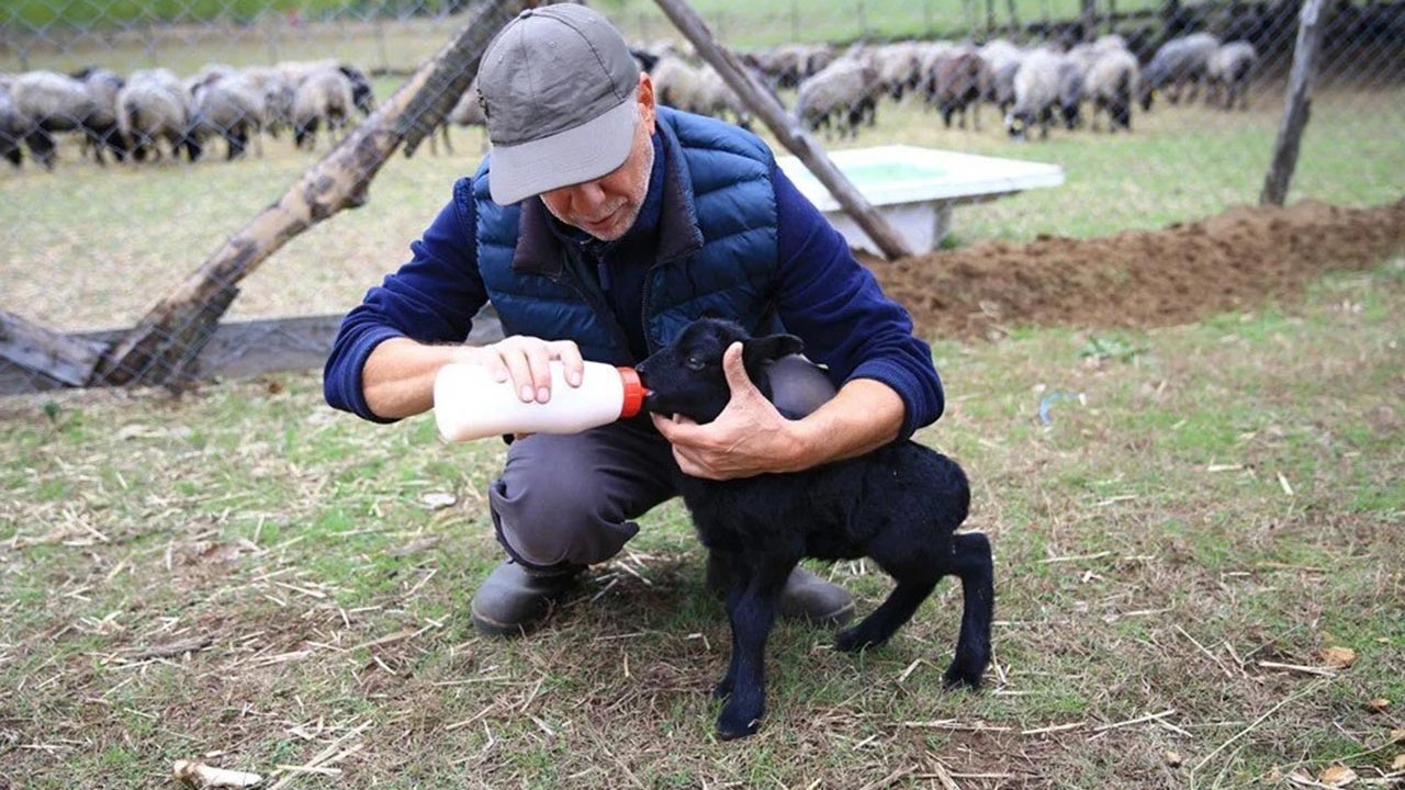 ''Al hayvanını, şehirde kazandığının iki üç katını kazan''