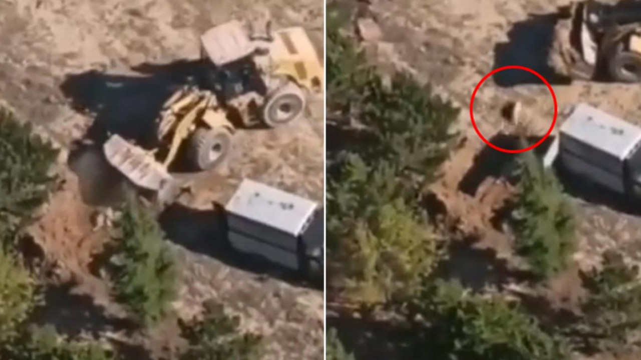 Vahşete suçüstü! Belediye ekipleri diri diri çukura gömdü