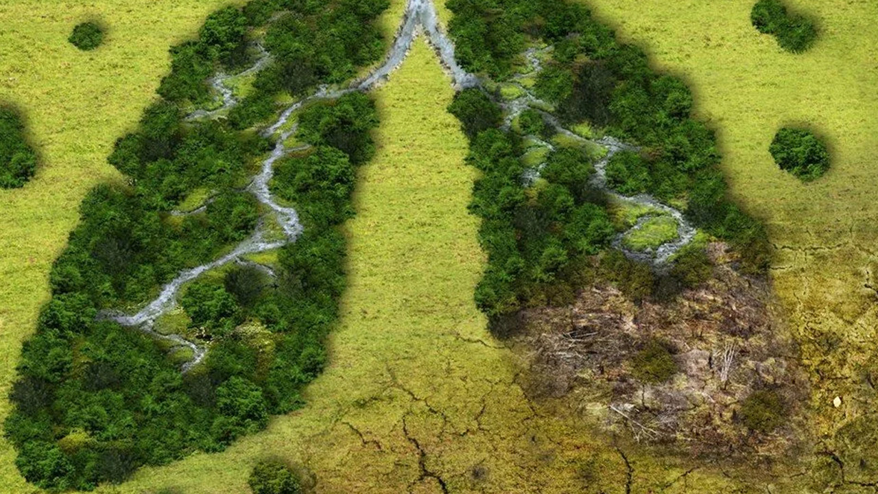 UNESCO Dünya Mirası listesindeki 10 orman, temizlediğinden daha fazla karbon yayıyor
